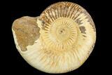 Polished Jurassic Ammonite (Perisphinctes) - Madagascar #104948-1